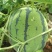 西瓜7月1日成熟