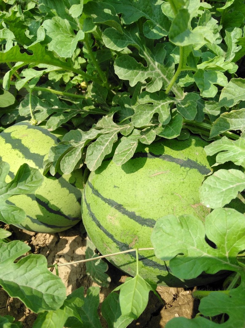 西瓜7月1日成熟