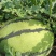 西瓜7月1日成熟