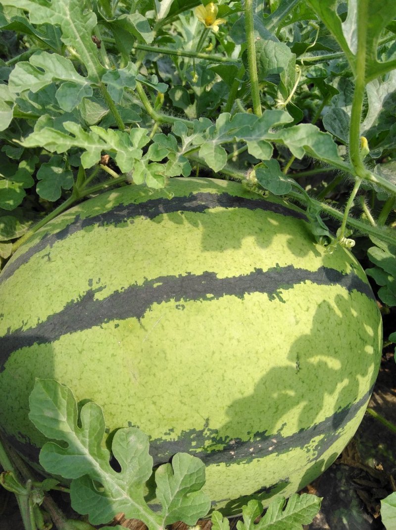 西瓜7月1日成熟