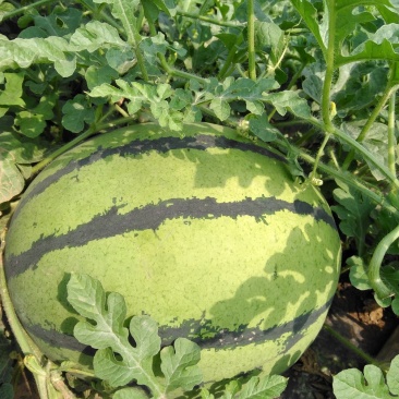 西瓜7月1日成熟