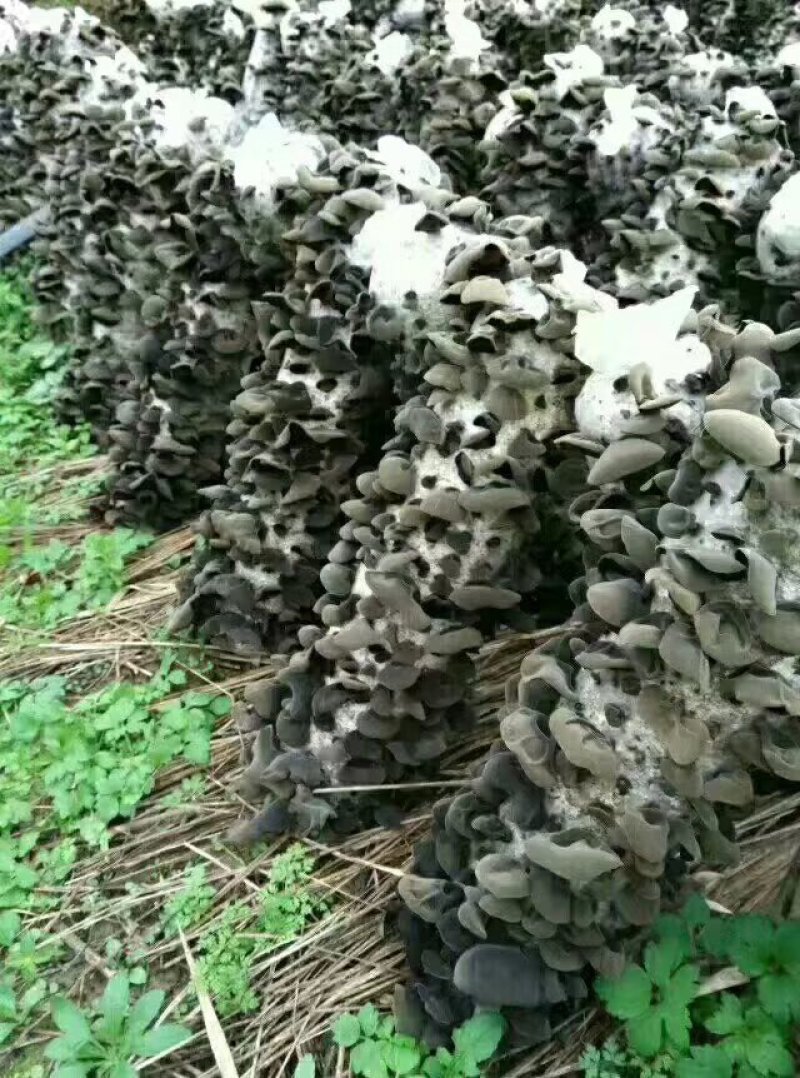 包邮木耳菌种椴木黑木耳菌种种木头上的