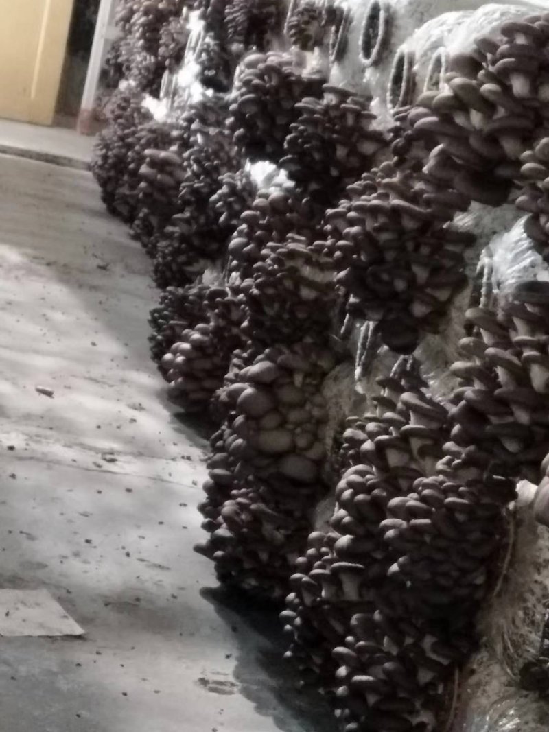 平菇菌种袋料平菇包椴木平菇栽培种包邮