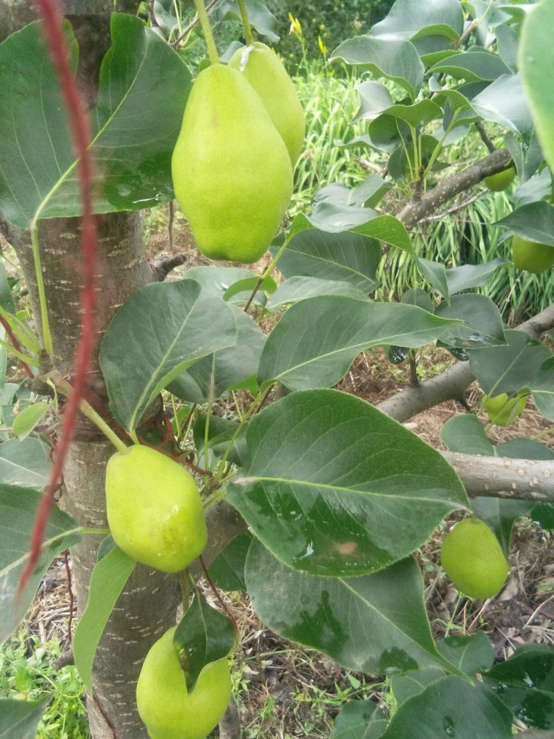 红香苏，深井的清水，大山的高氧，绝配