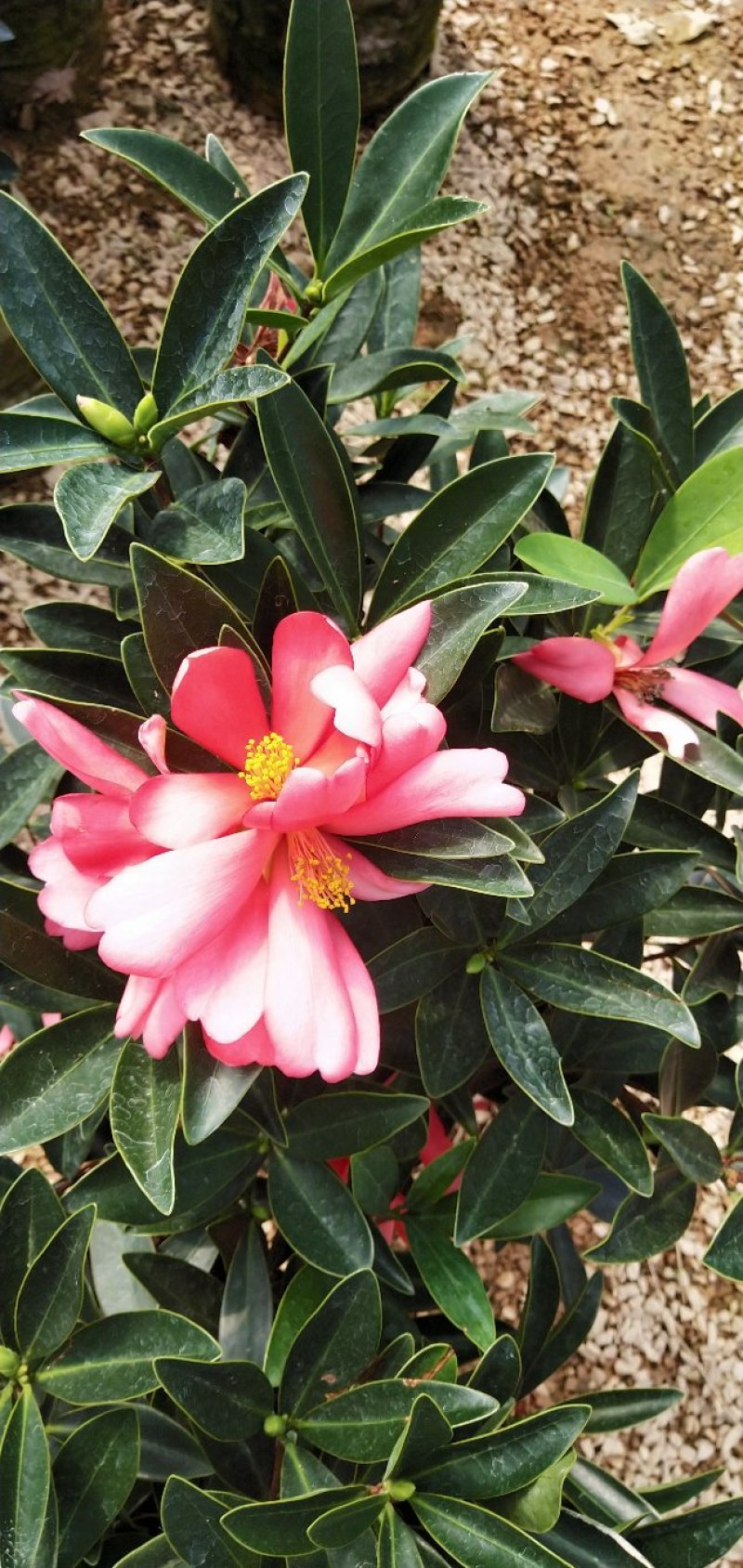 四季茶