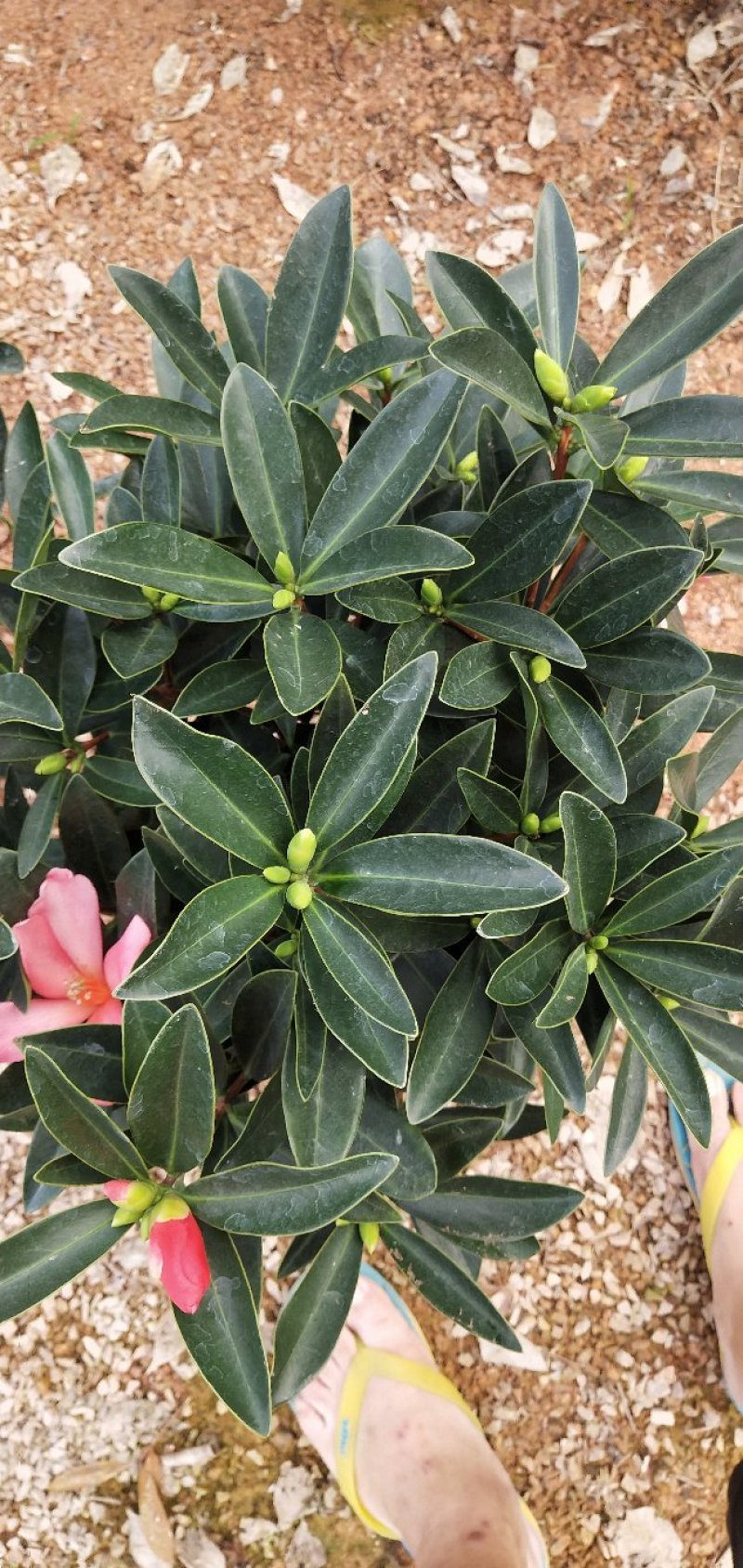 四季茶