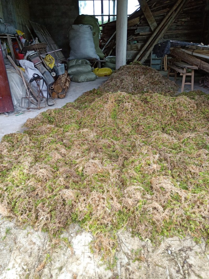 一级水苔，青苔