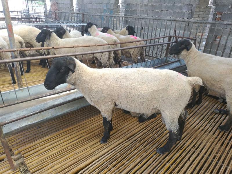 杂交羊种羊包送货包成活包技术赠送铡草机