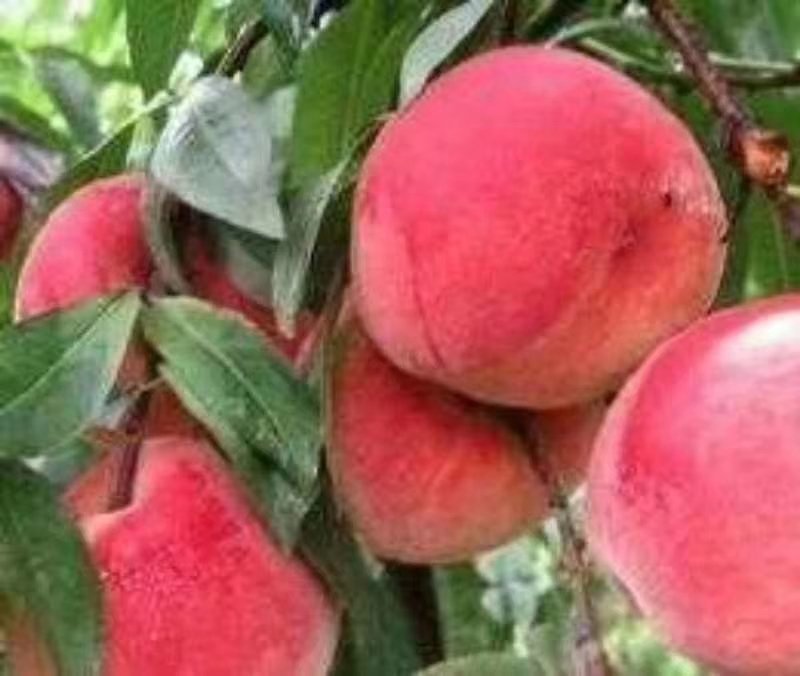 各种桃大量上市，颜色红，口感甜，专业诚信代发全国