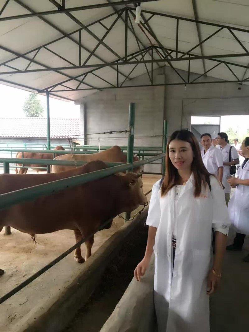 夏洛莱牛包成活包技术货到付款买十送一全国包送货