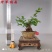 雀梅盆景矮霸熟桩一物一拍树桩1观蓬栽盆栽耐活室内客厅绿植