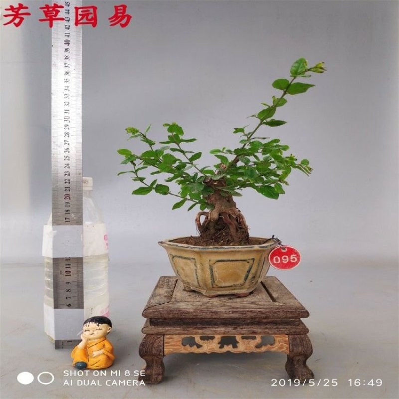 雀梅盆景矮霸熟桩一物一拍树桩1观蓬栽盆栽耐活室内客厅绿植