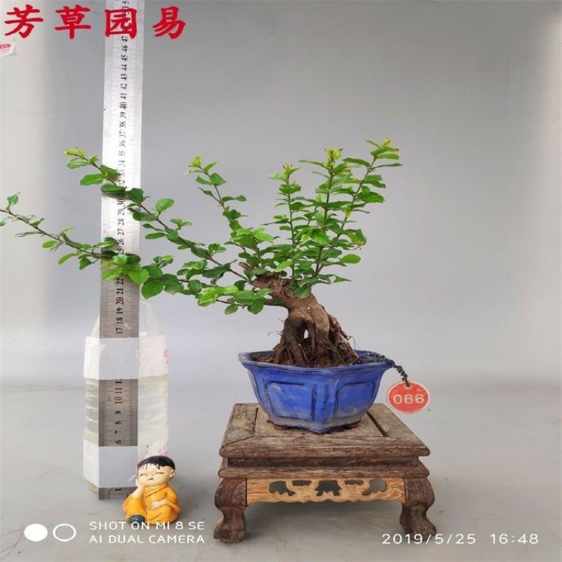 雀梅盆景矮霸熟桩一物一拍树桩1观蓬栽盆栽耐活室内客厅绿植