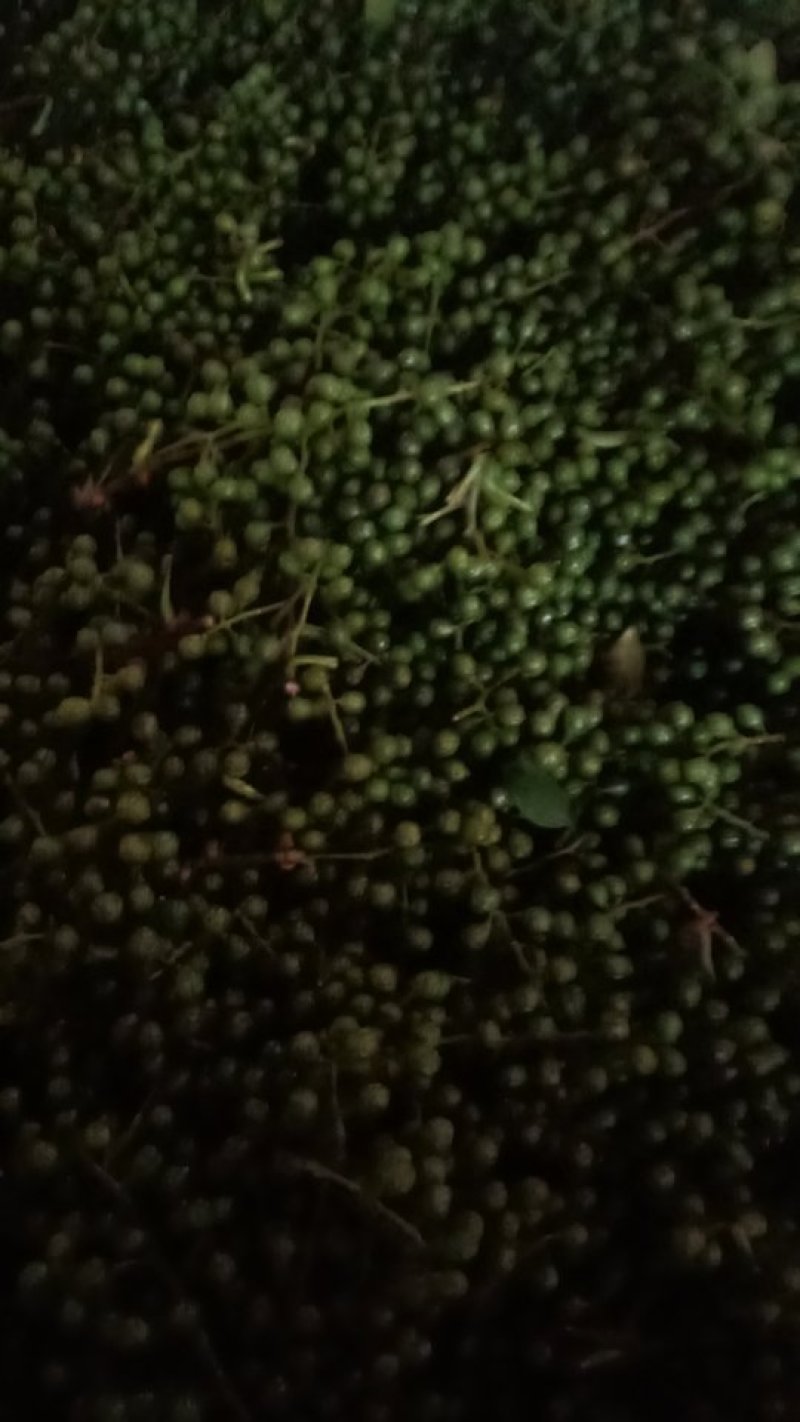 大量供应优质鲜青花椒，九叶青花椒，藤椒5月份开始上市