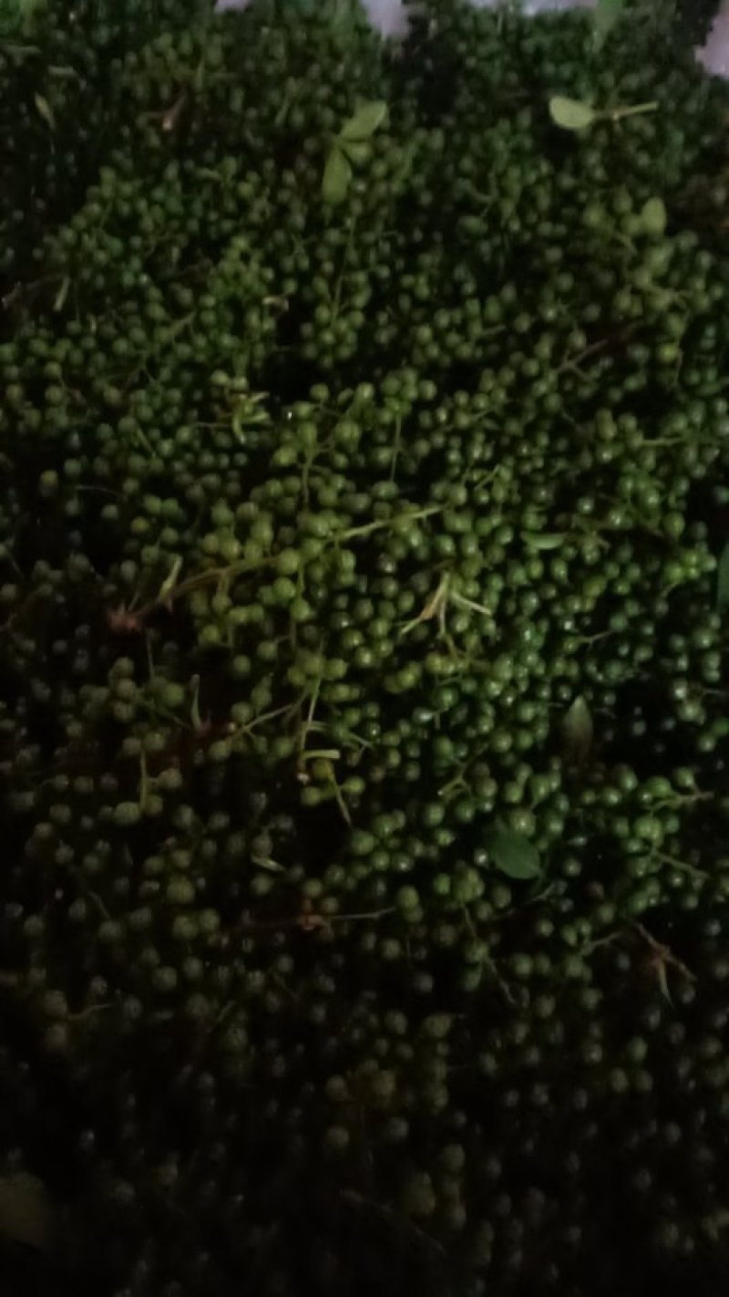 大量供应优质鲜青花椒，九叶青花椒，藤椒5月份开始上市