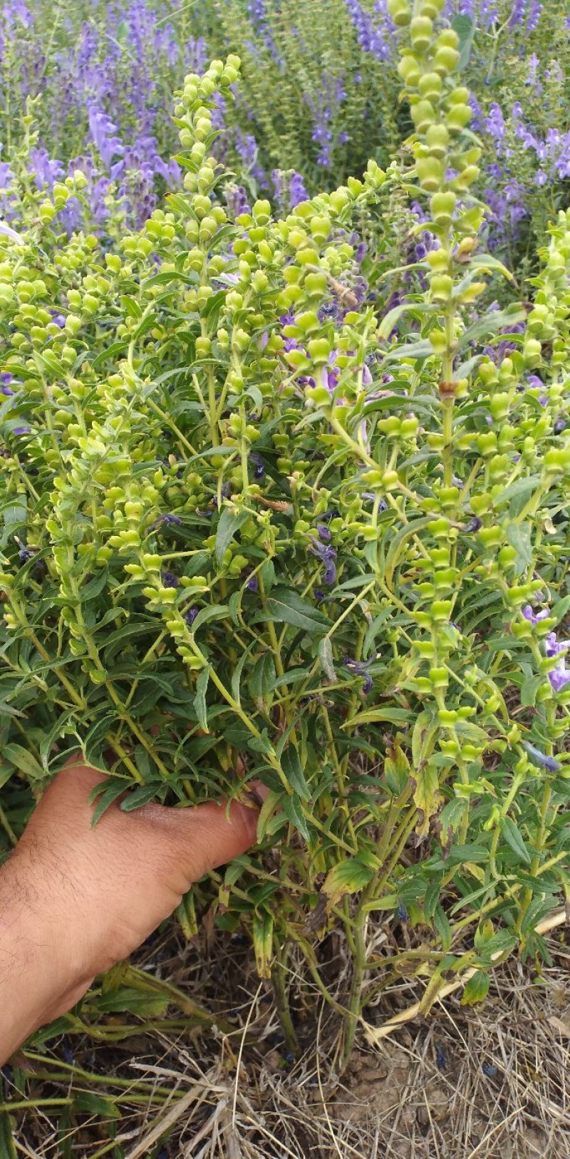 新品种黄芩