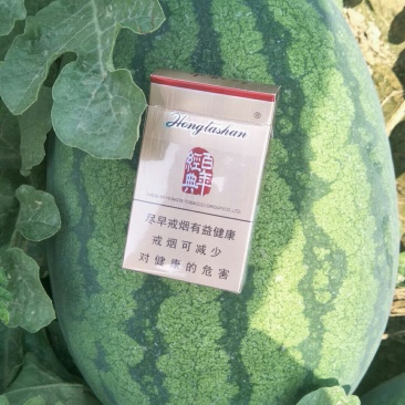 陆地直播西瓜，