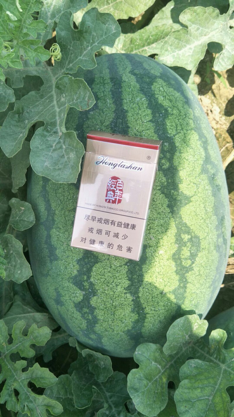 陆地直播西瓜，