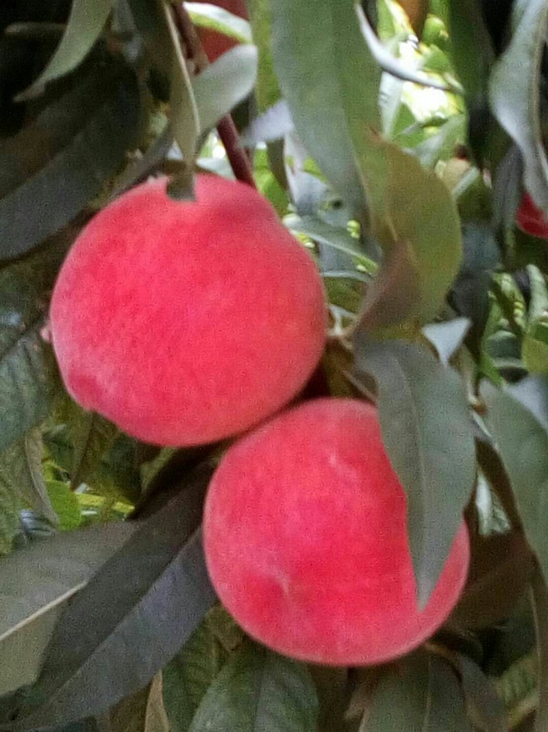 毛桃