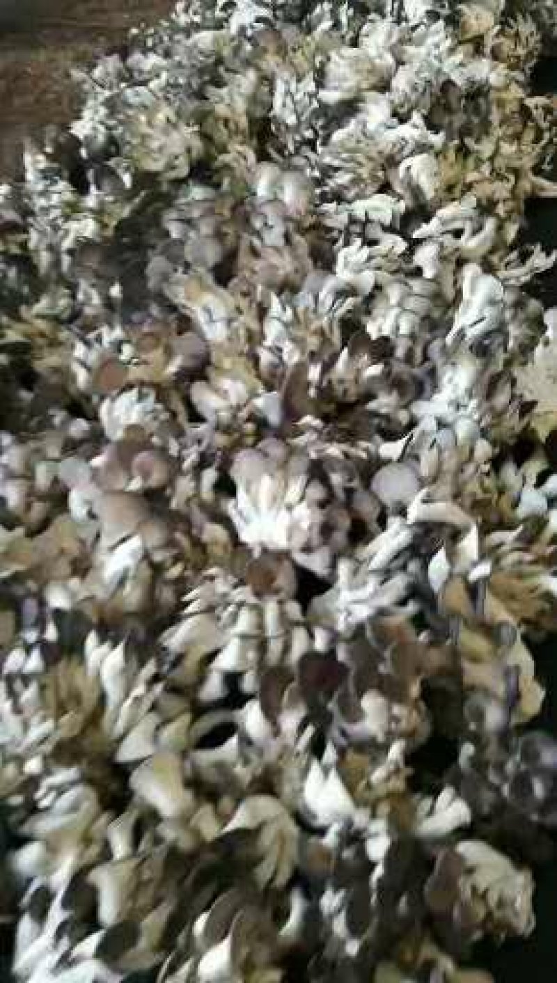 烘干精制姬菇