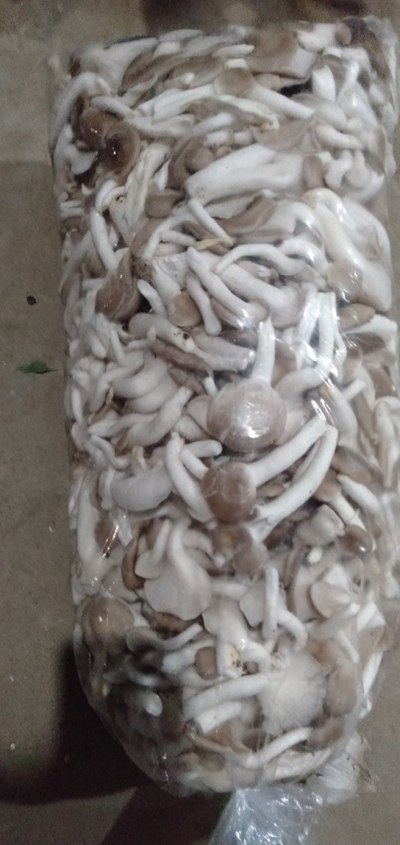 烘干精制姬菇