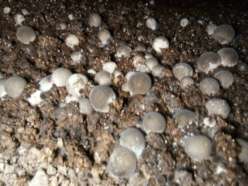 草菇菌种