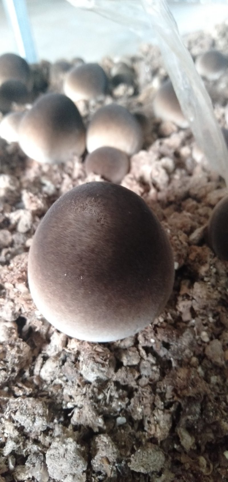 草菇菌种