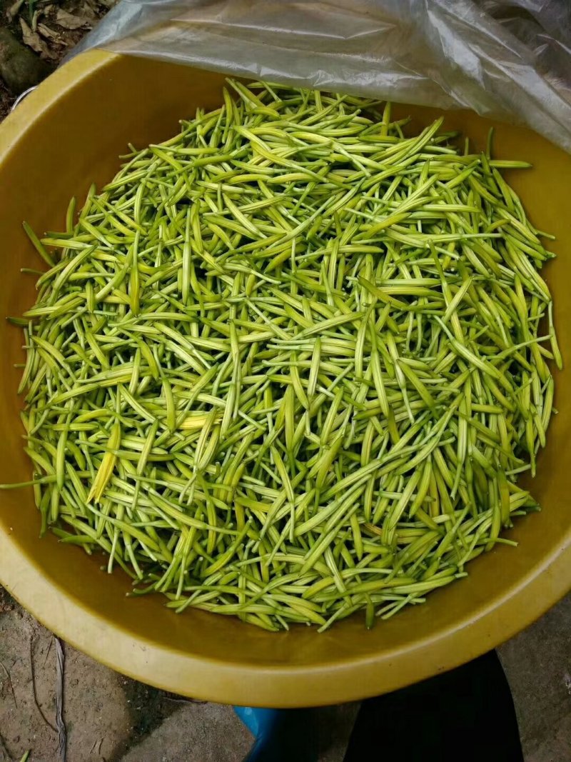 土货本家的黄花菜