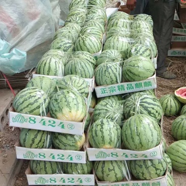河南直生苗8424大量上市西瓜产地可视频看货诚信服务