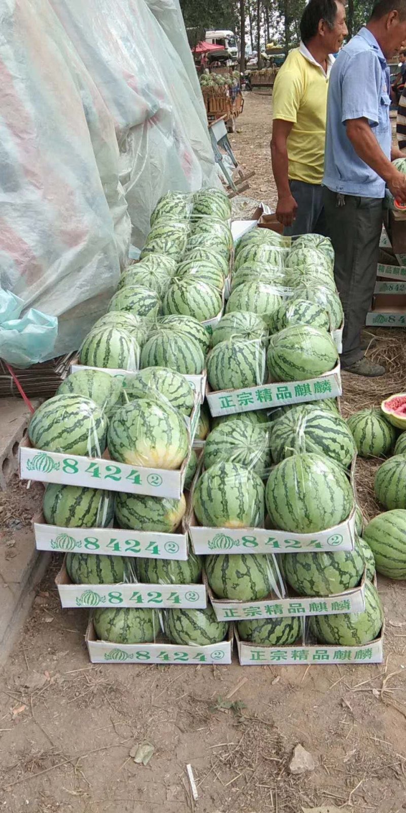 河南直生苗8424大量上市西瓜产地可视频看货诚信服务