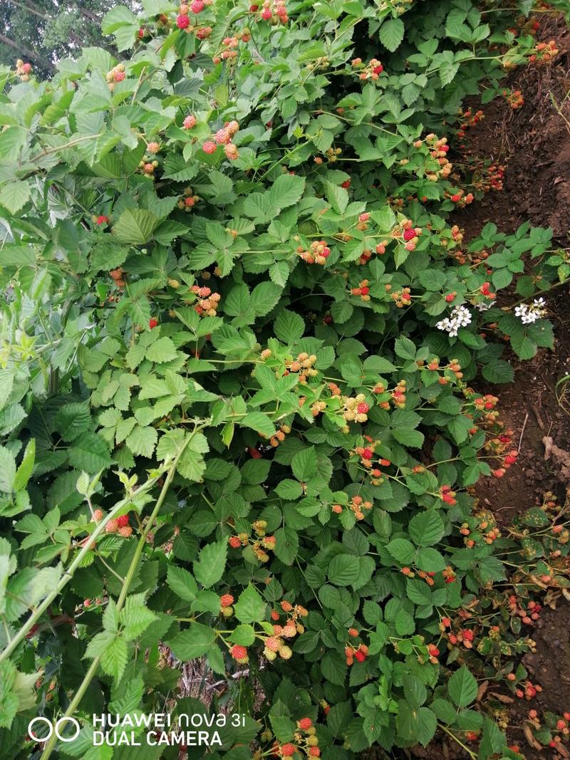 树莓果10斤一斤