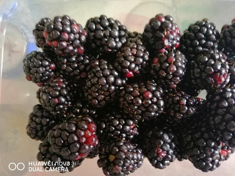 树莓果10斤一斤