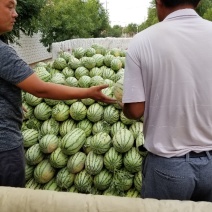 西农八号大量上市了