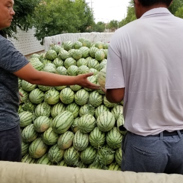西农八号大量上市了