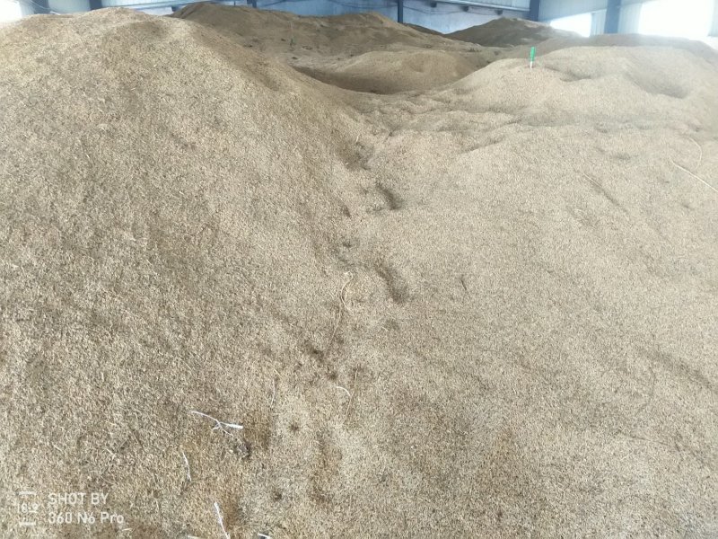 精品泰优390稻谷大量有货