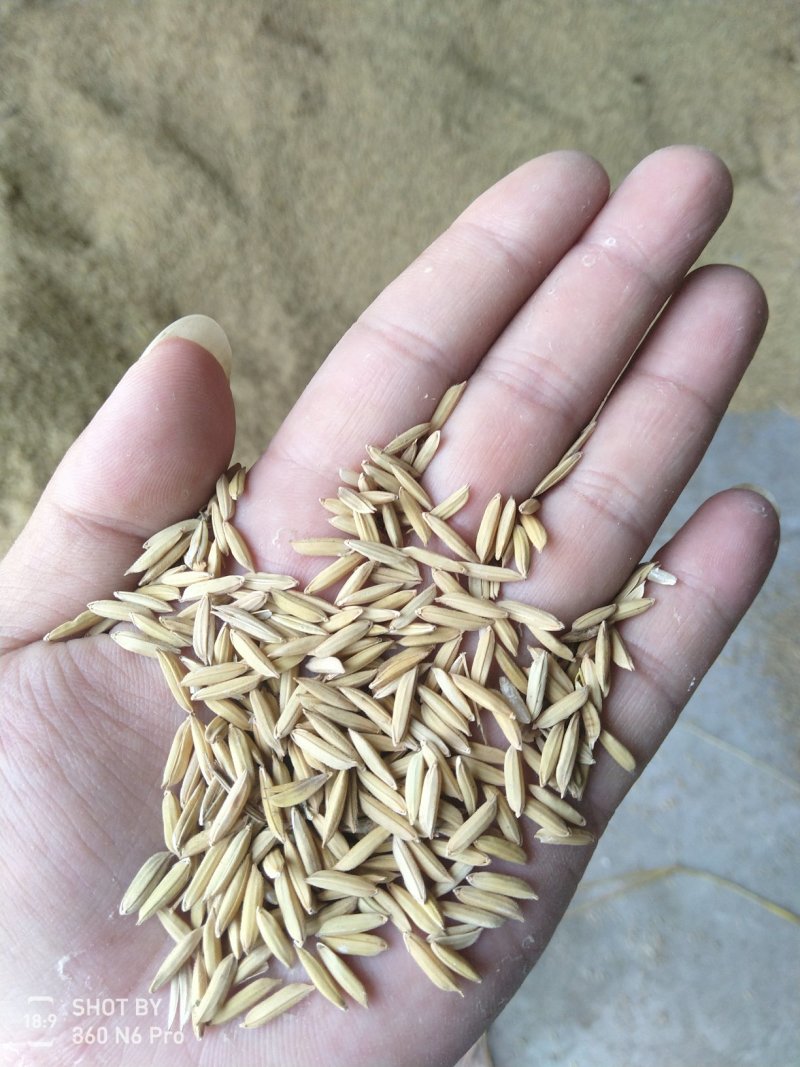 精品泰优390稻谷大量有货