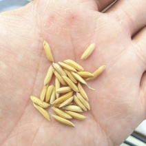 金优534精品稻谷大量有货