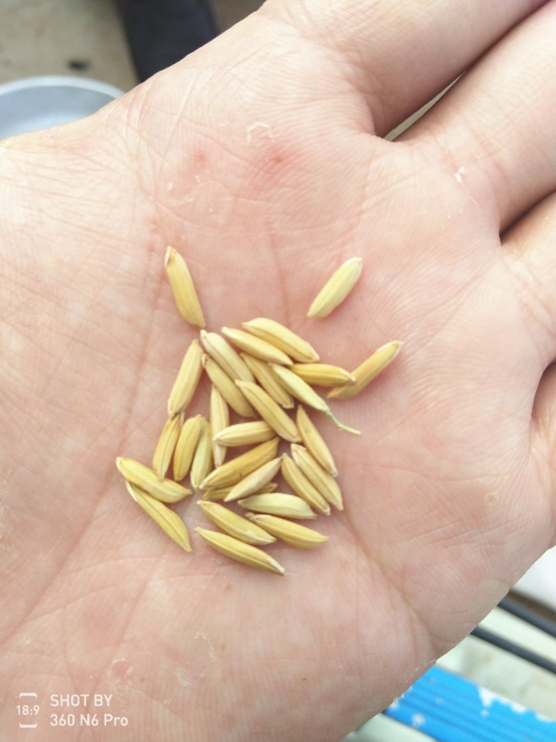 金优534精品稻谷大量有货