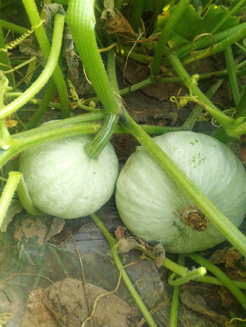 供应辽宁凌海市万亩绿板栗，银栗，质量扛扛的
