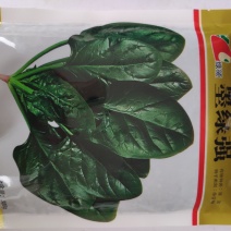 菠菜种子绿领墨绿强菠菜种子