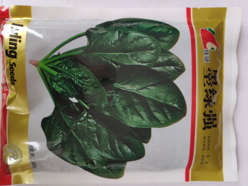 菠菜种子绿领墨绿强菠菜种子