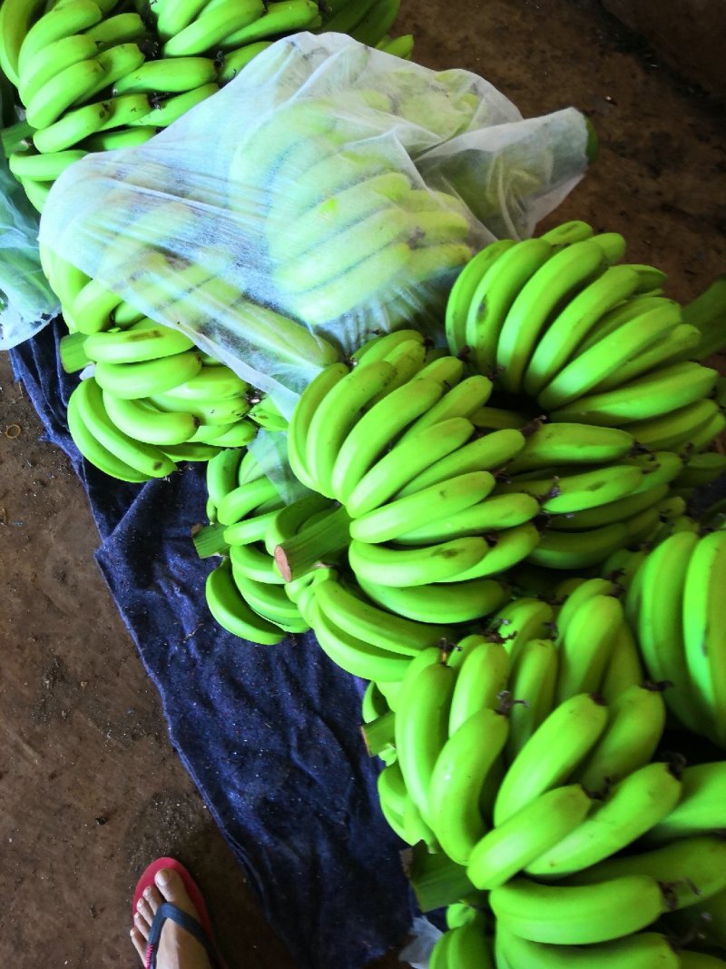 巴西香蕉（徐闻县特产便宜又好吃