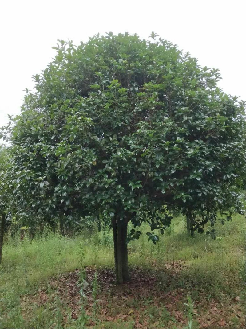 低分枝精品桂花树常年供应，基地直发量大从优，欢迎联系