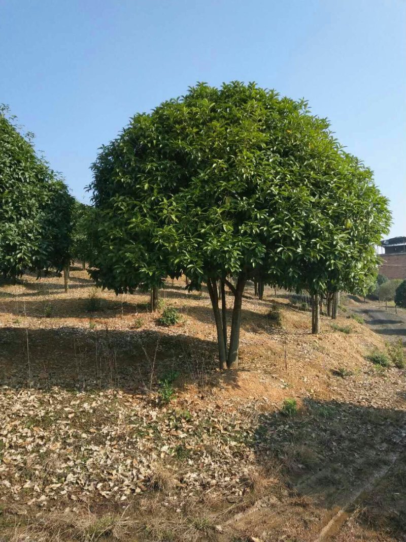 低分枝精品桂花树常年供应，基地直发量大从优，欢迎联系