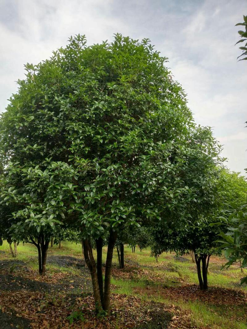 低分枝精品桂花树常年供应，基地直发量大从优，欢迎联系