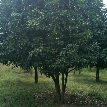 低分枝精品桂花树常年供应，基地直发量大从优，欢迎联系