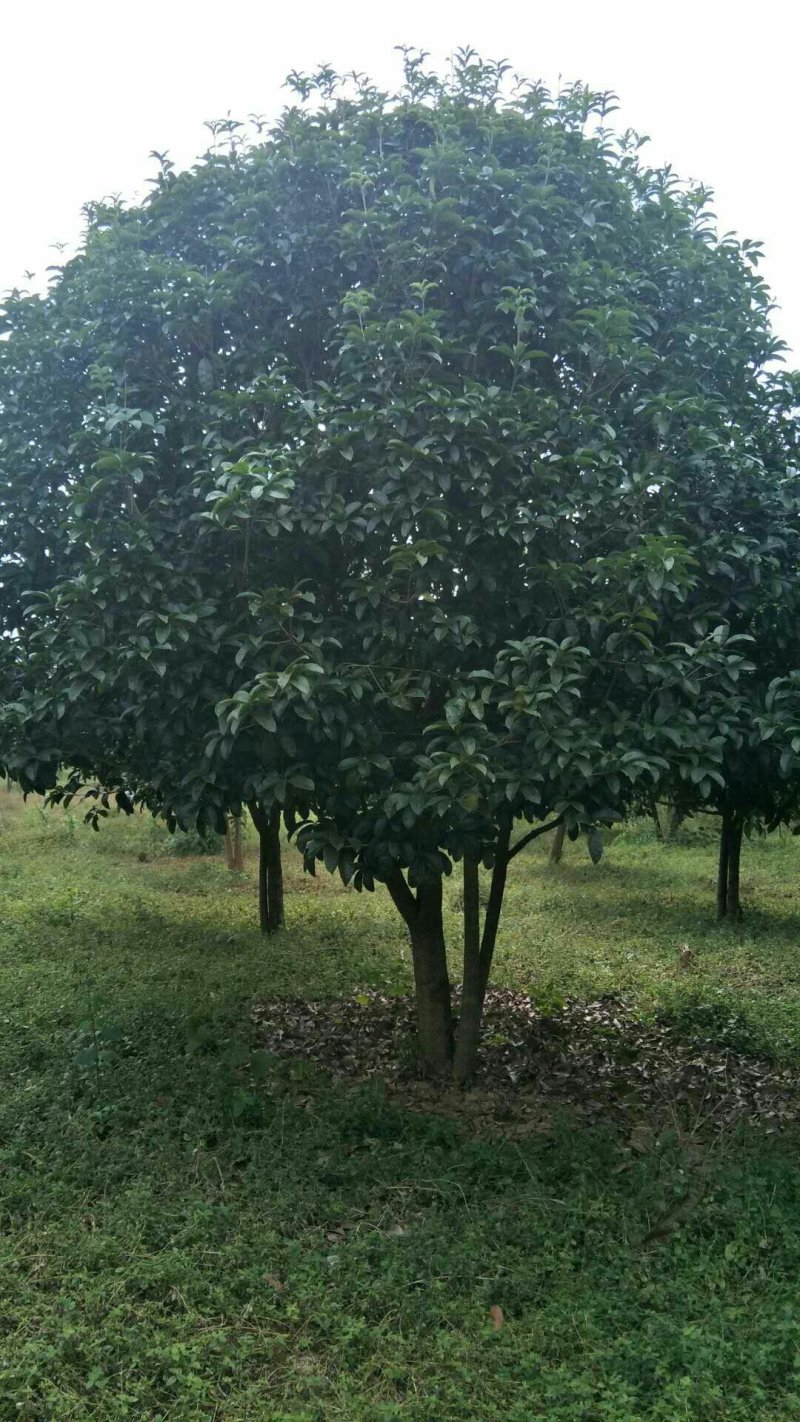 低分枝精品桂花树常年供应，基地直发量大从优，欢迎联系