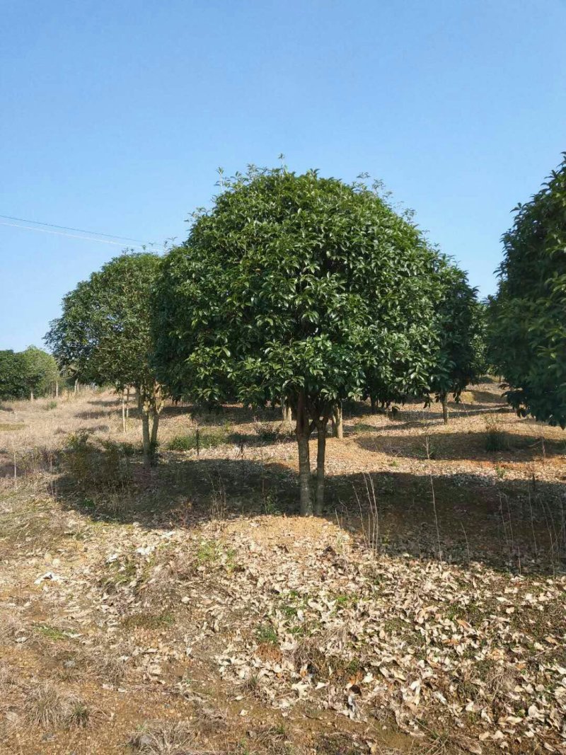 低分枝精品桂花树常年供应，基地直发量大从优，欢迎联系