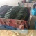 【精品黄瓜】密刺黄瓜中农106黄瓜25公分以上欢迎询价