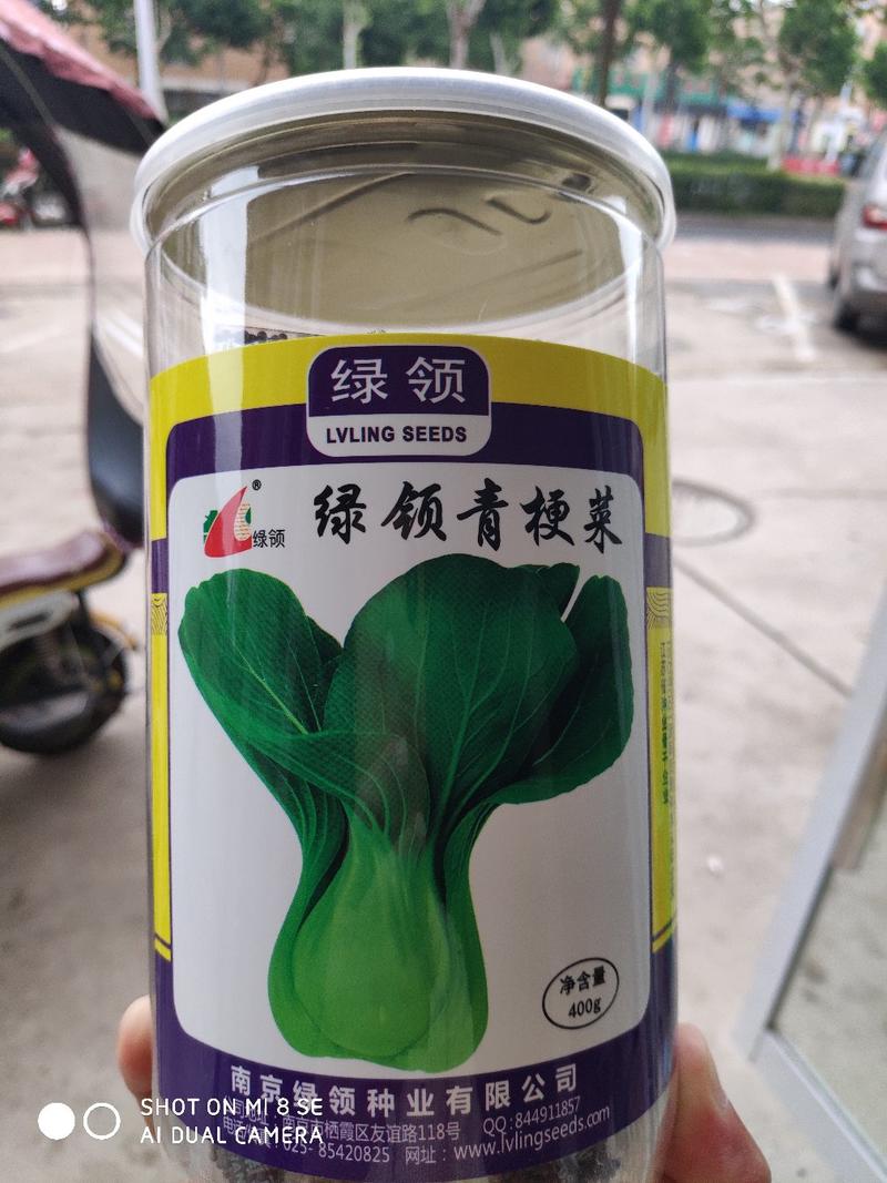 白菜种子绿领青梗菜种子